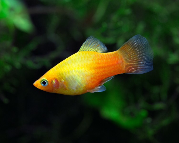 Sunset Platy ~ 4cm